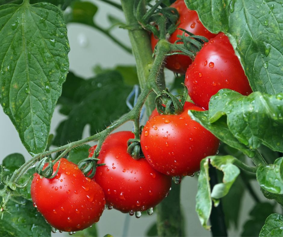 Poes müüdavate köögiviljade toitainete kriis viib kriisi ka kehad.